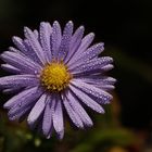 Aster