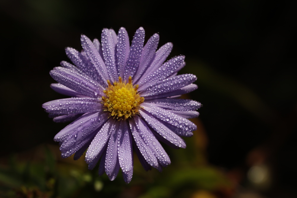 Aster