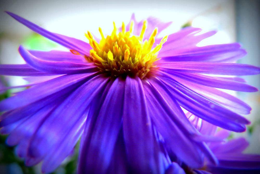 Aster