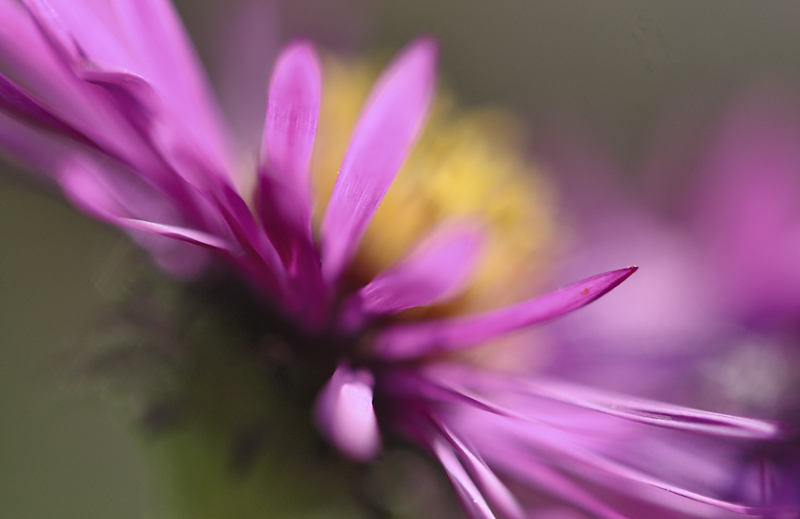 Aster #3