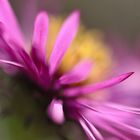 Aster #3