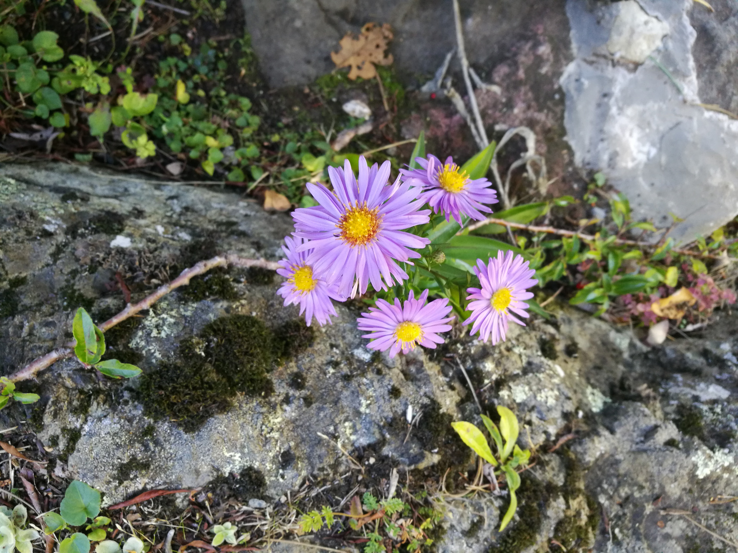 Aster