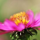 Aster #4