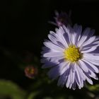 Aster