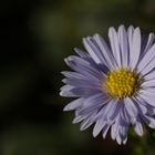 Aster