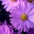 Aster