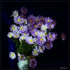 Aster