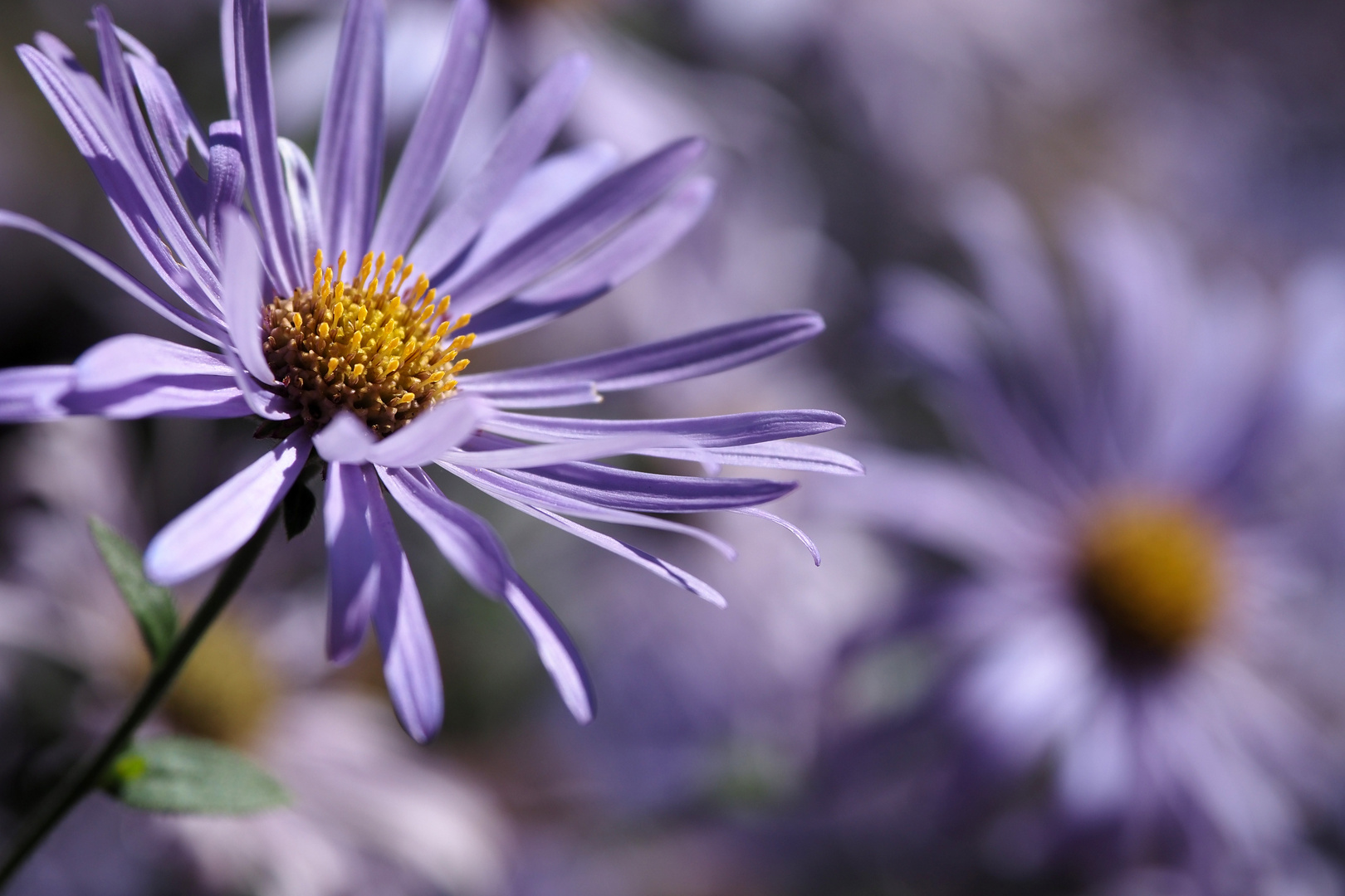 aster