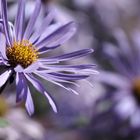 aster