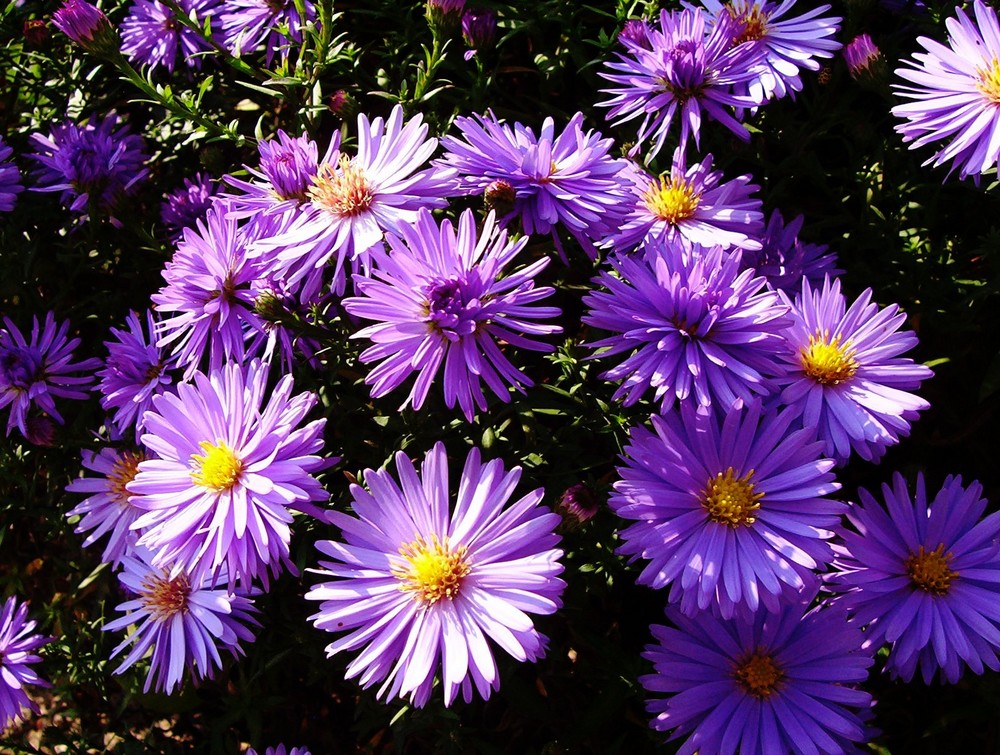 Aster