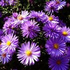 Aster