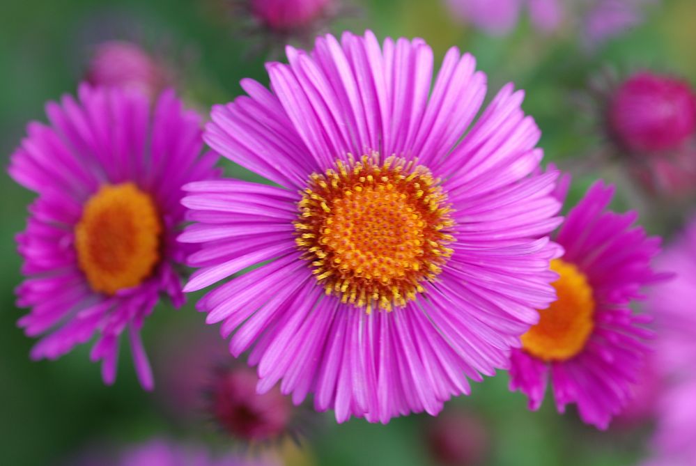 Aster