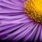 Aster