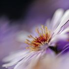 Aster #7