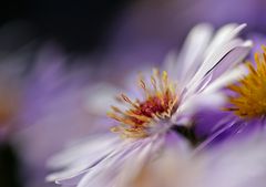 Aster #7