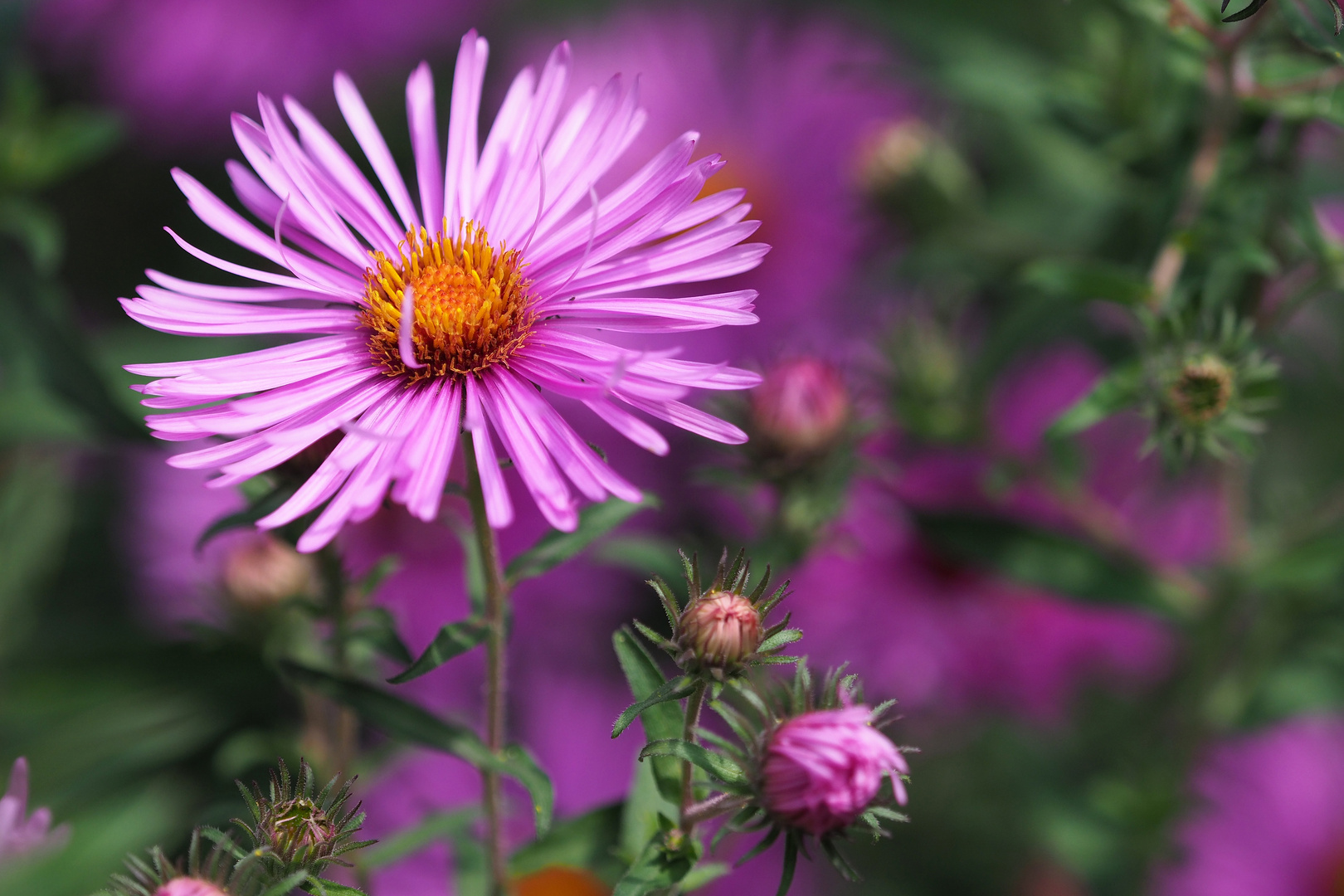 aster Foto & Bild blumen, aster, natur Bilder auf