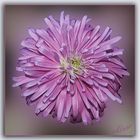 Aster