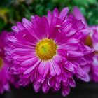 Aster