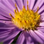 Aster