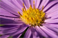 Aster