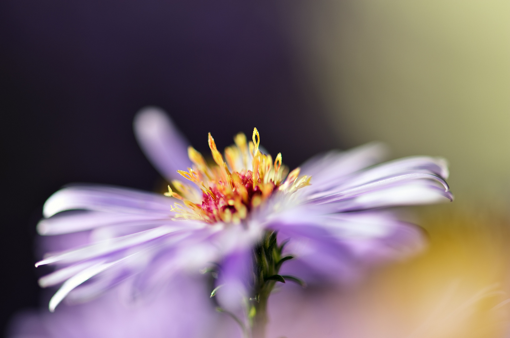 Aster #8