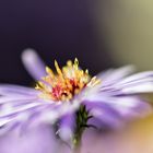 Aster #8
