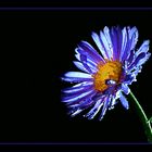 Aster