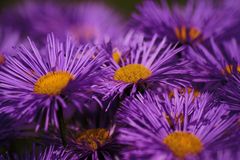 Aster