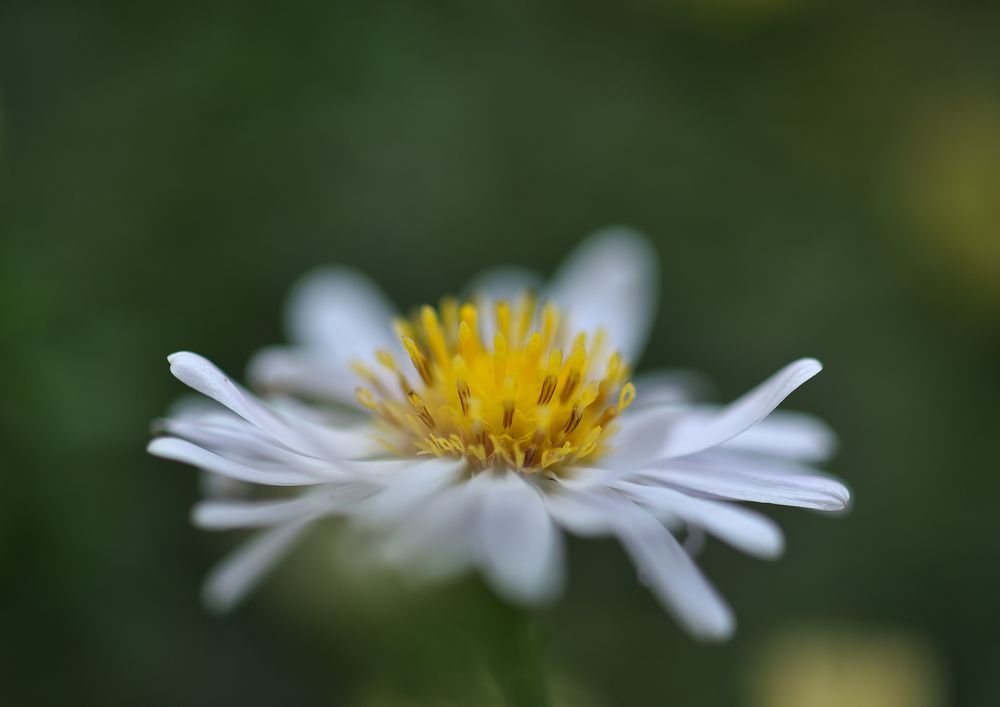 Aster #9