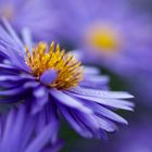Aster ...