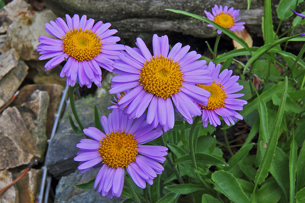 Aster alpinus