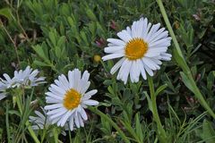 Aster alpinus albus