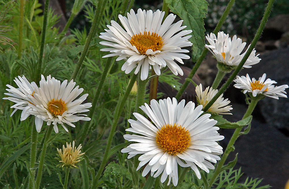 Aster alpinus albus - Alpenaster weiße Zuchtform