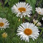 Aster alpinus albus - Alpenaster weiße Zuchtform