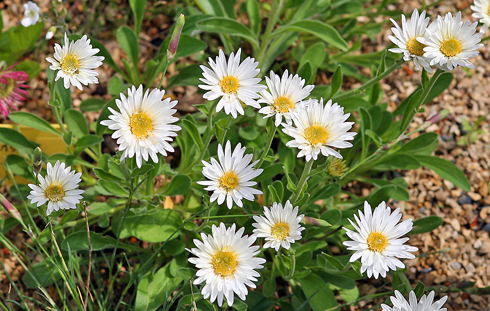 Aster alpinus albus in meinem Alpinum