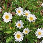 Aster alpinus albus in meinem Alpinum