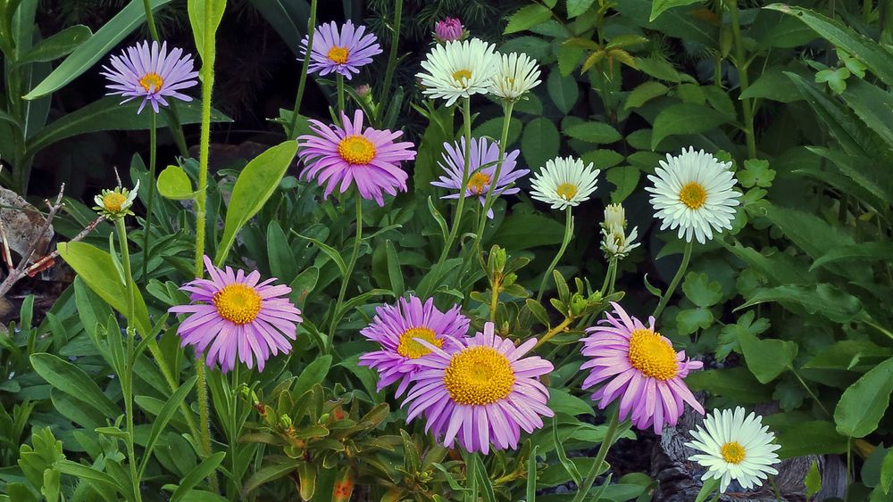 Aster alpinus albus und Aster alpinus  pinkee, zwei Züchtungen der Alpenastern...