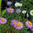 Aster alpinus albus und Aster alpinus  pinkee, zwei Züchtungen der Alpenastern...