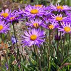 Aster alpinus - Alpenaster an einem steilen Hang oberhalb des Mattmarkstausees,...