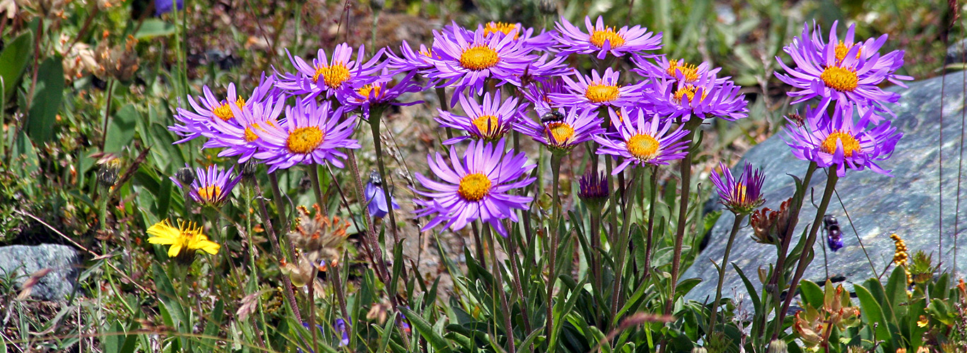 Aster alpinus - Alpenaster an einem steilen Hang oberhalb des Mattmarkstausees,...