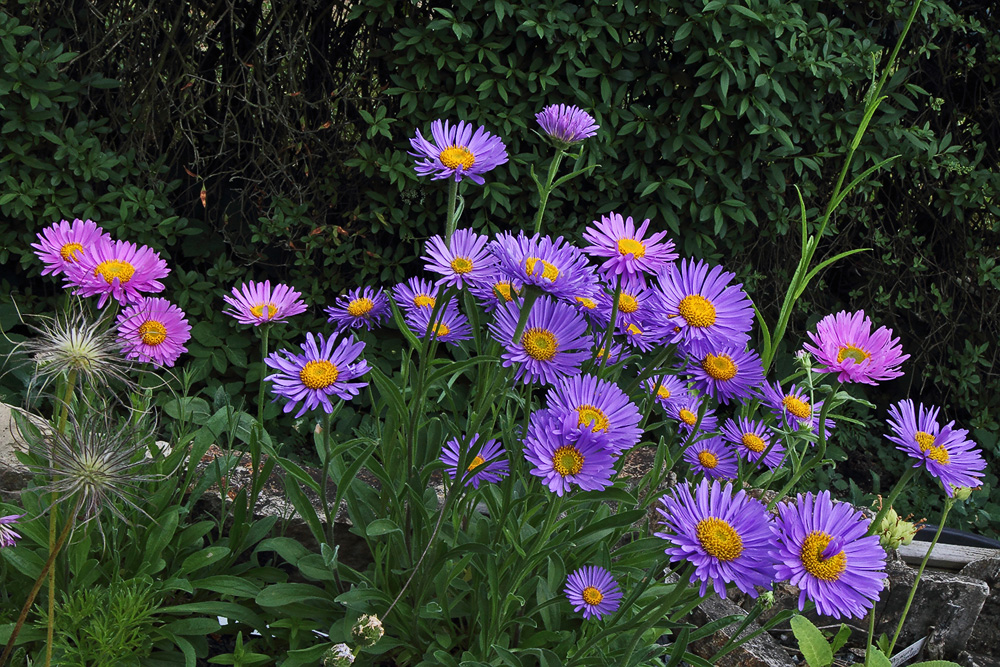 Aster alpinus