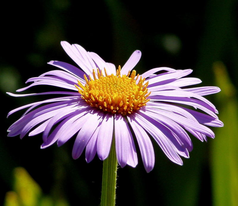 Aster alpinus