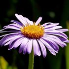 Aster alpinus