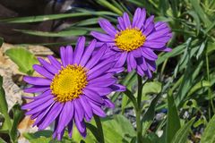 Aster alpinus