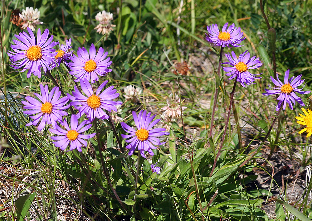 Aster Alpinus im Wallis