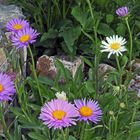 Aster alpinus in den Züchtungen pinkie und weiß