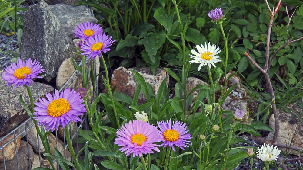 Aster alpinus in den Züchtungen pinkie und weiß