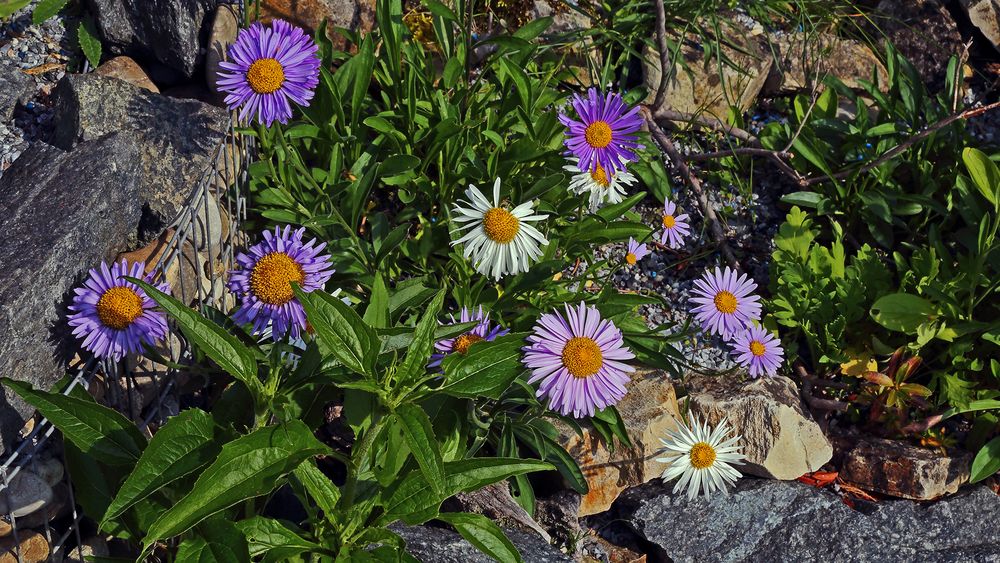 Aster alpinus in drei Farben und ein besonderer Geburtstagsgruß mit den Alpenastern...