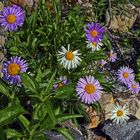 Aster alpinus in drei Farben und ein besonderer Geburtstagsgruß mit den Alpenastern...