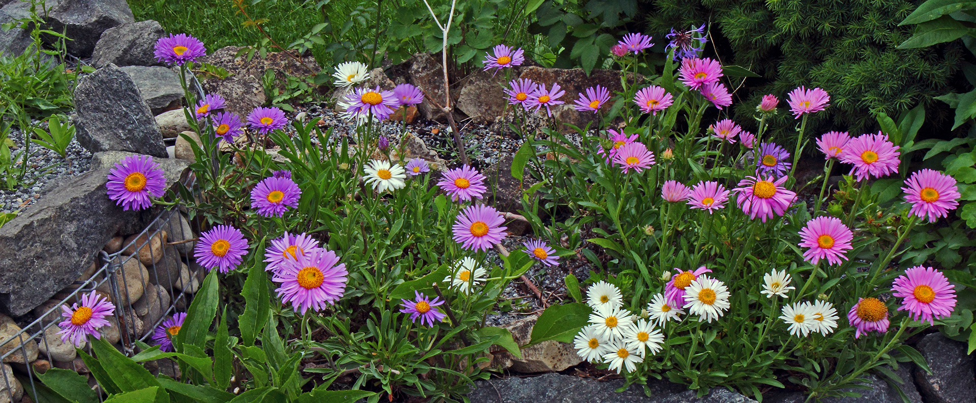 Aster alpinus in drei Farben, wobei weiß und pinkie Zuchtformen sind